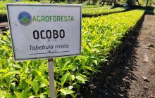 Vivero Agroforesta, Variante Ibagué - Armenia, tOLIMA