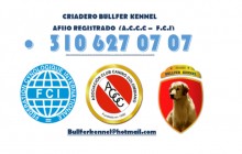 Bullfer Kennel Criadero Canino Registrado, Bogotá