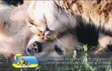 Vida de Perros Centro Veterinario - Girardot, Cundinamarca